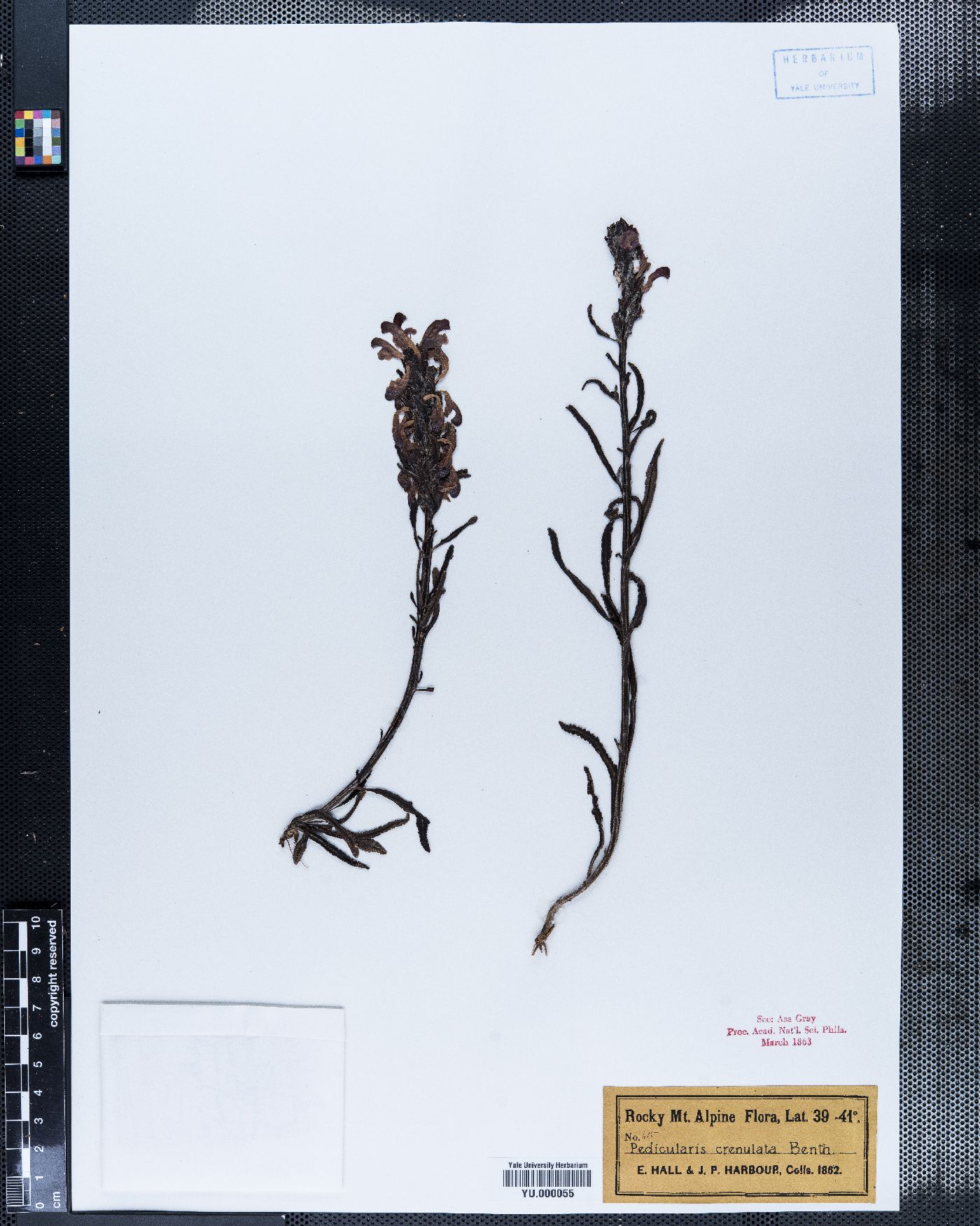 Pedicularis crenulata image