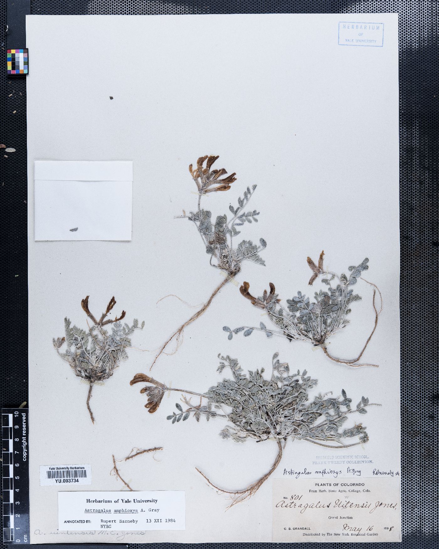 Astragalus uintensis image