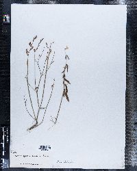 Astragalus miser var. serotinus image
