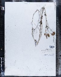 Dalea carnea var. gracilis image