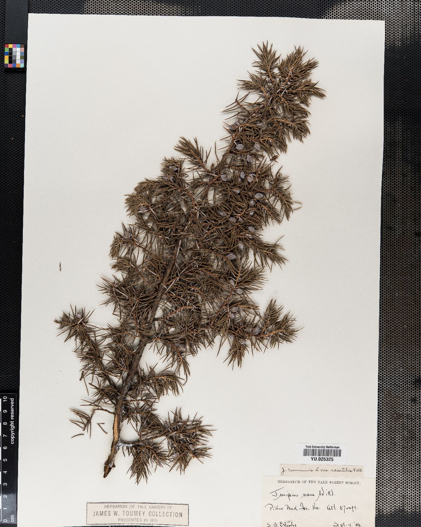 Juniperus nana image