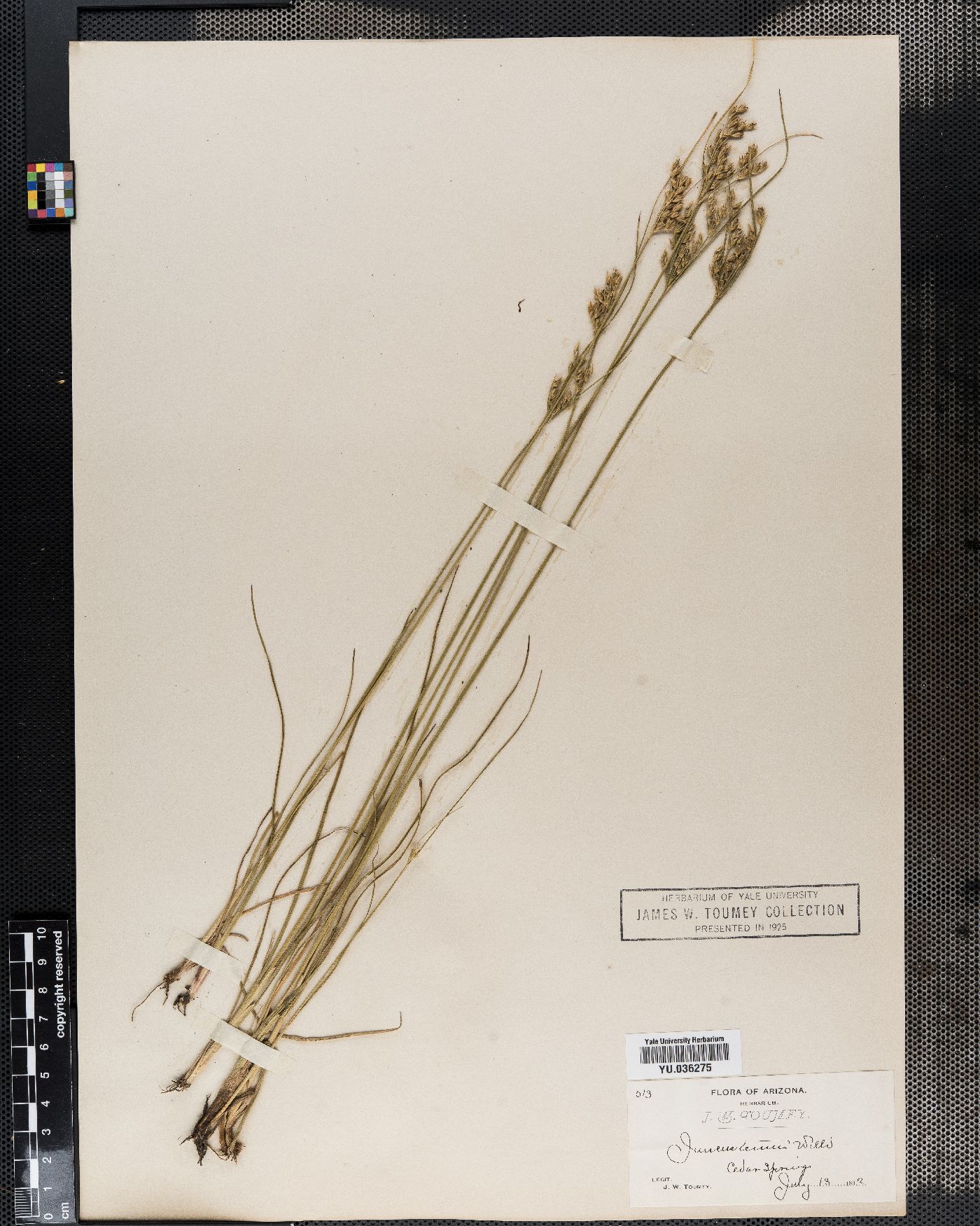 Juncus leucanthus image