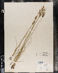 Image of Juncus leucanthus