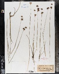 Juncus falcatus subsp. falcatus image