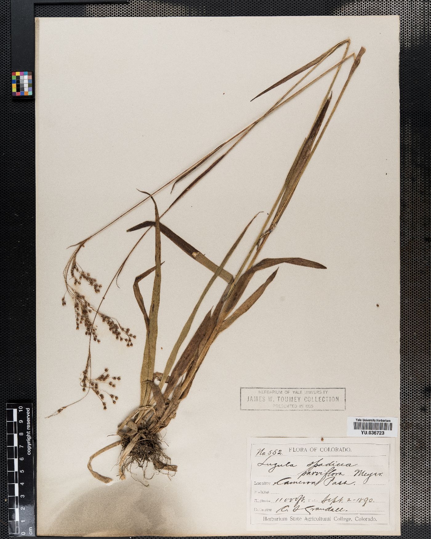 Luzula alpinopilosa image