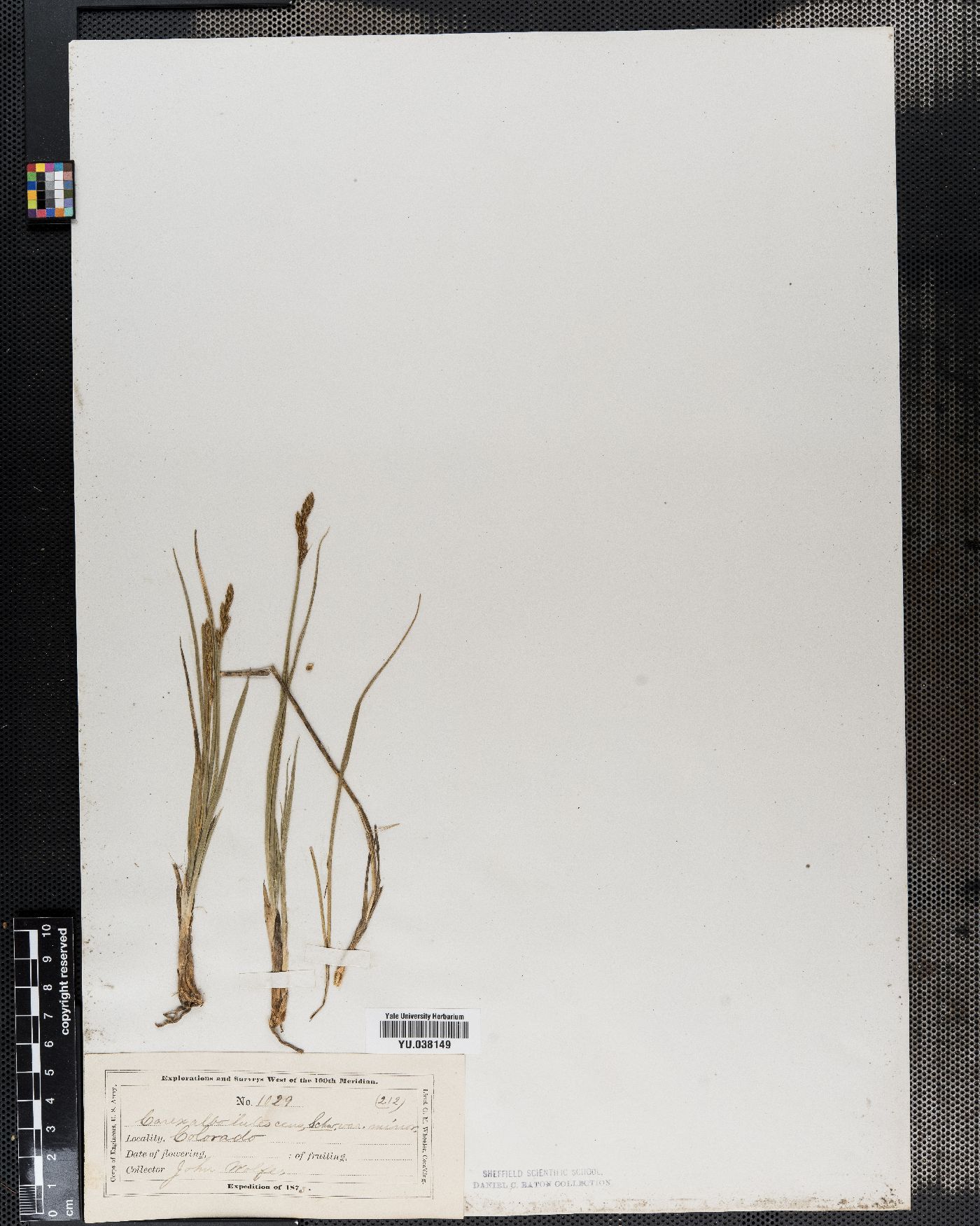 Carex breviscapa image