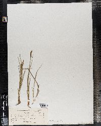 Image of Carex breviscapa