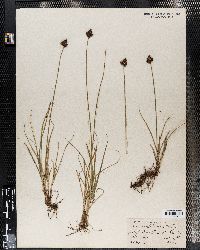 Carex arapahoensis image