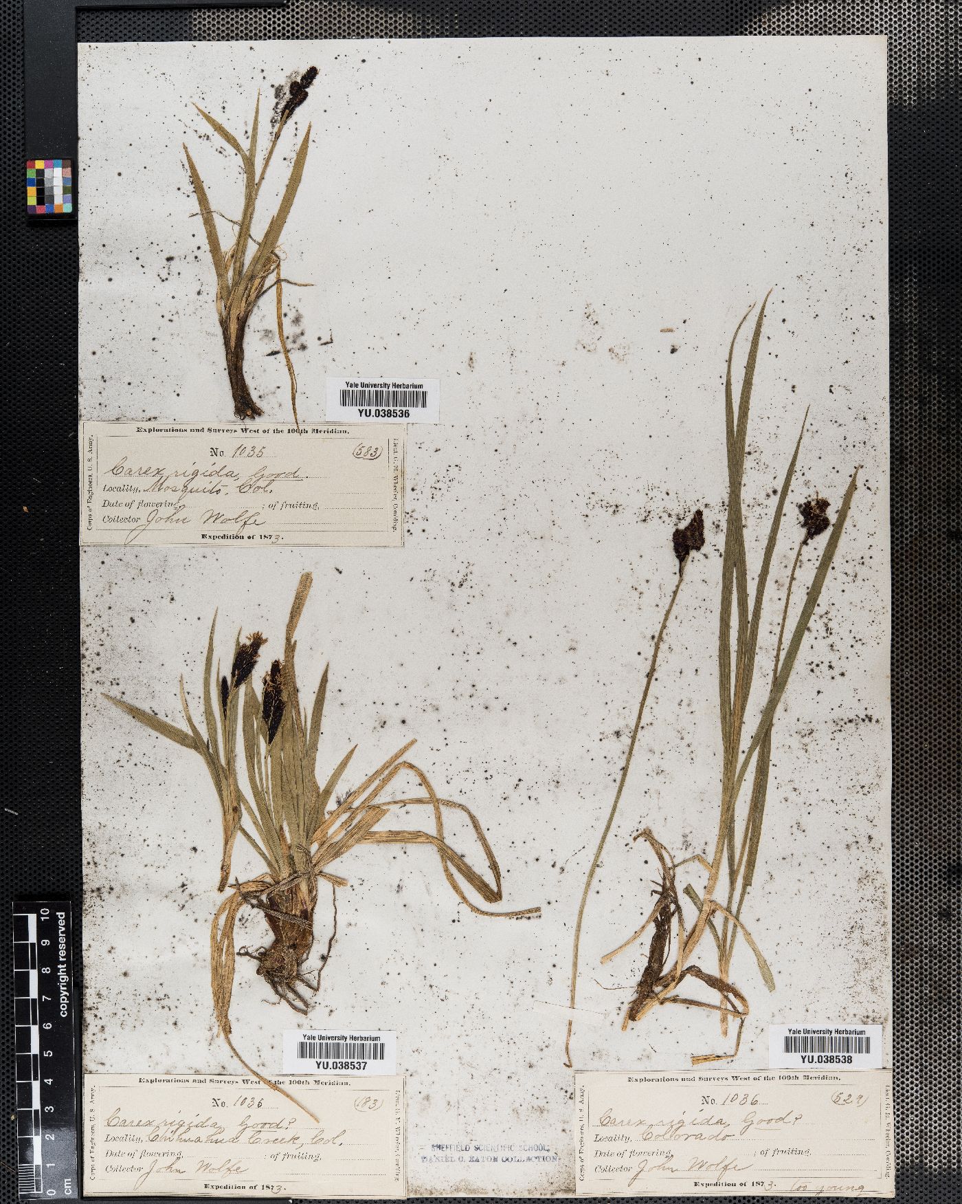 Carex bigelowii subsp. dacica image