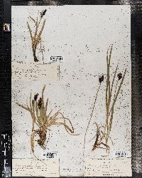 Carex bigelowii subsp. dacica image