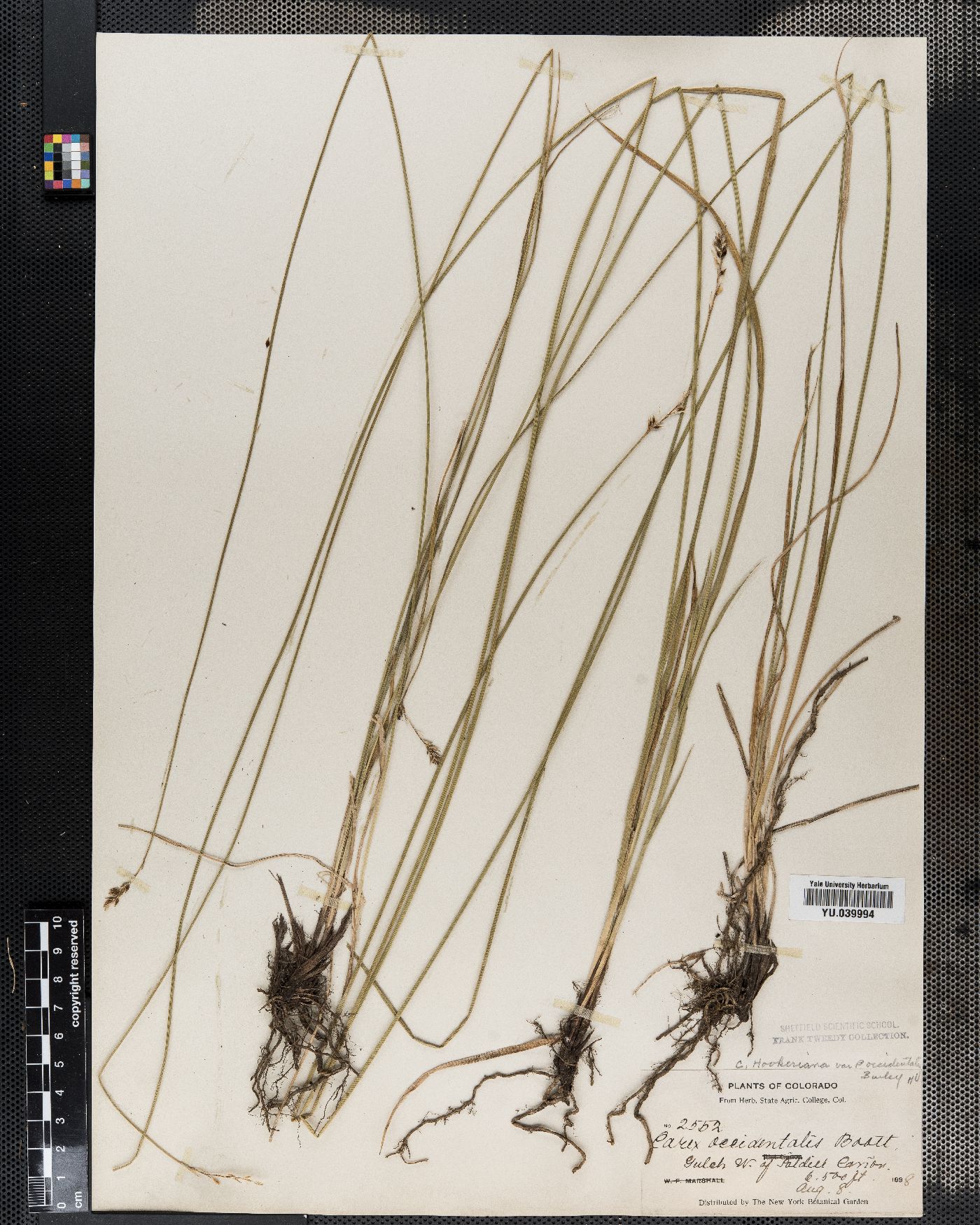 Carex hookeriana image