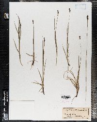 Carex sempervirens image
