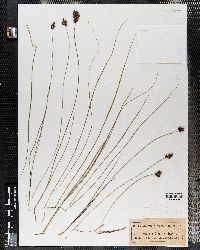 Carex gayana image