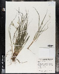 Carex saximontana image