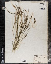 Carex oxylepis image