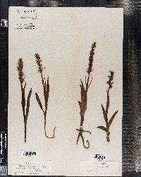 Platanthera dilatata image