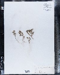 Phlox gracilis subsp. gracilis image