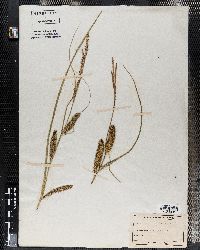 Carex michelii image