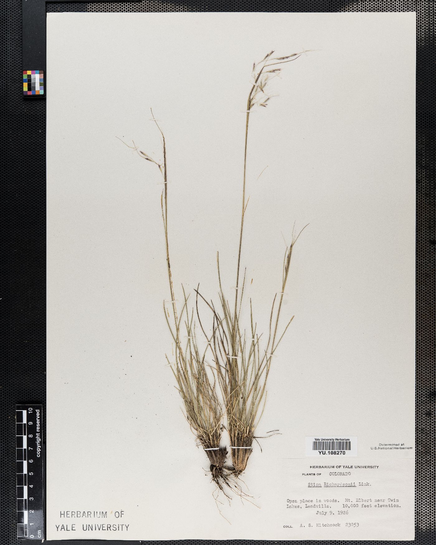 Stipa richardsonii image