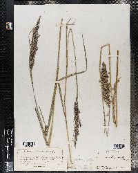 Image of Calamagrostis langsdorffii