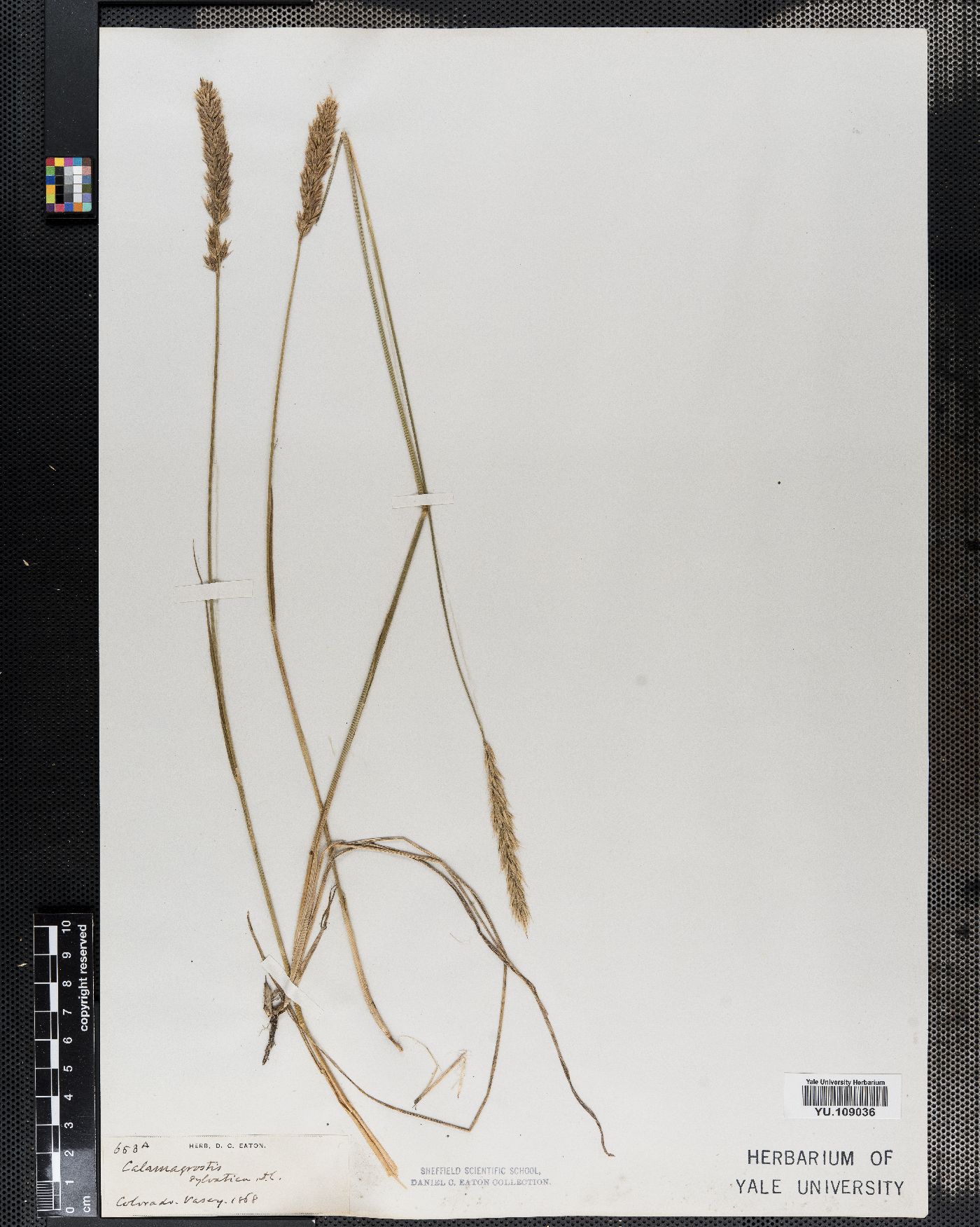 Calamagrostis arundinacea image