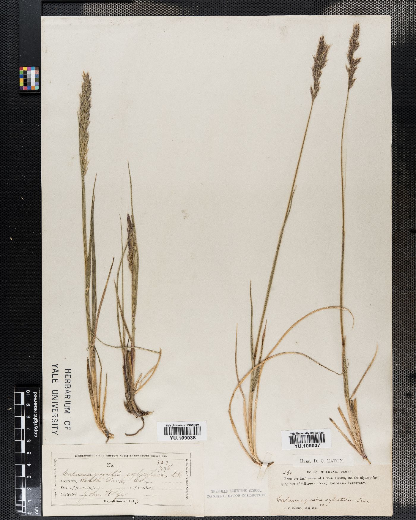 Calamagrostis arundinacea image