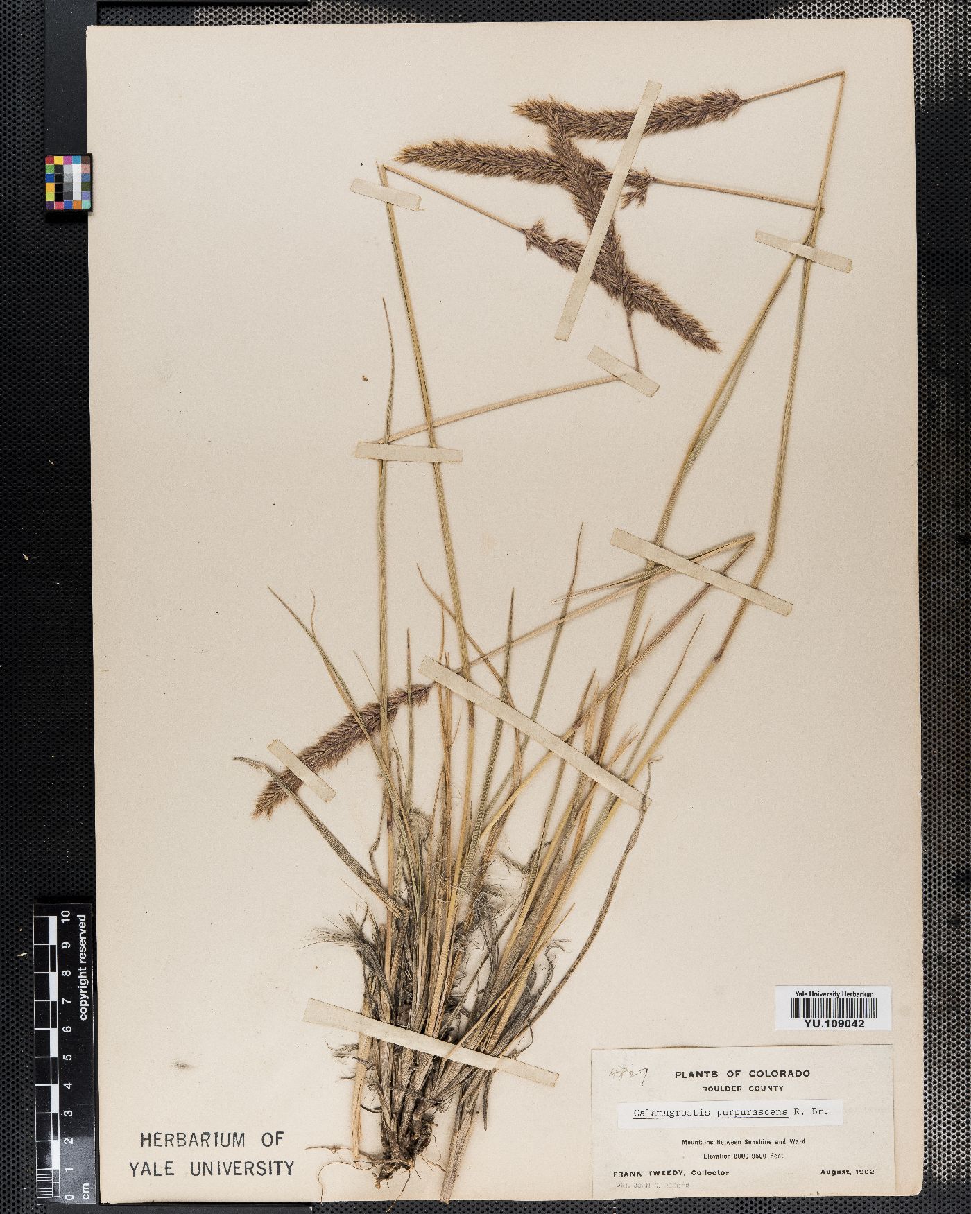 Calamagrostis purpurascens image