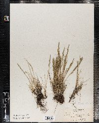 Festuca brachyphylla image