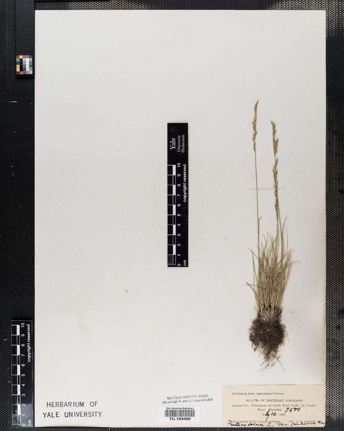 Festuca pulchra image