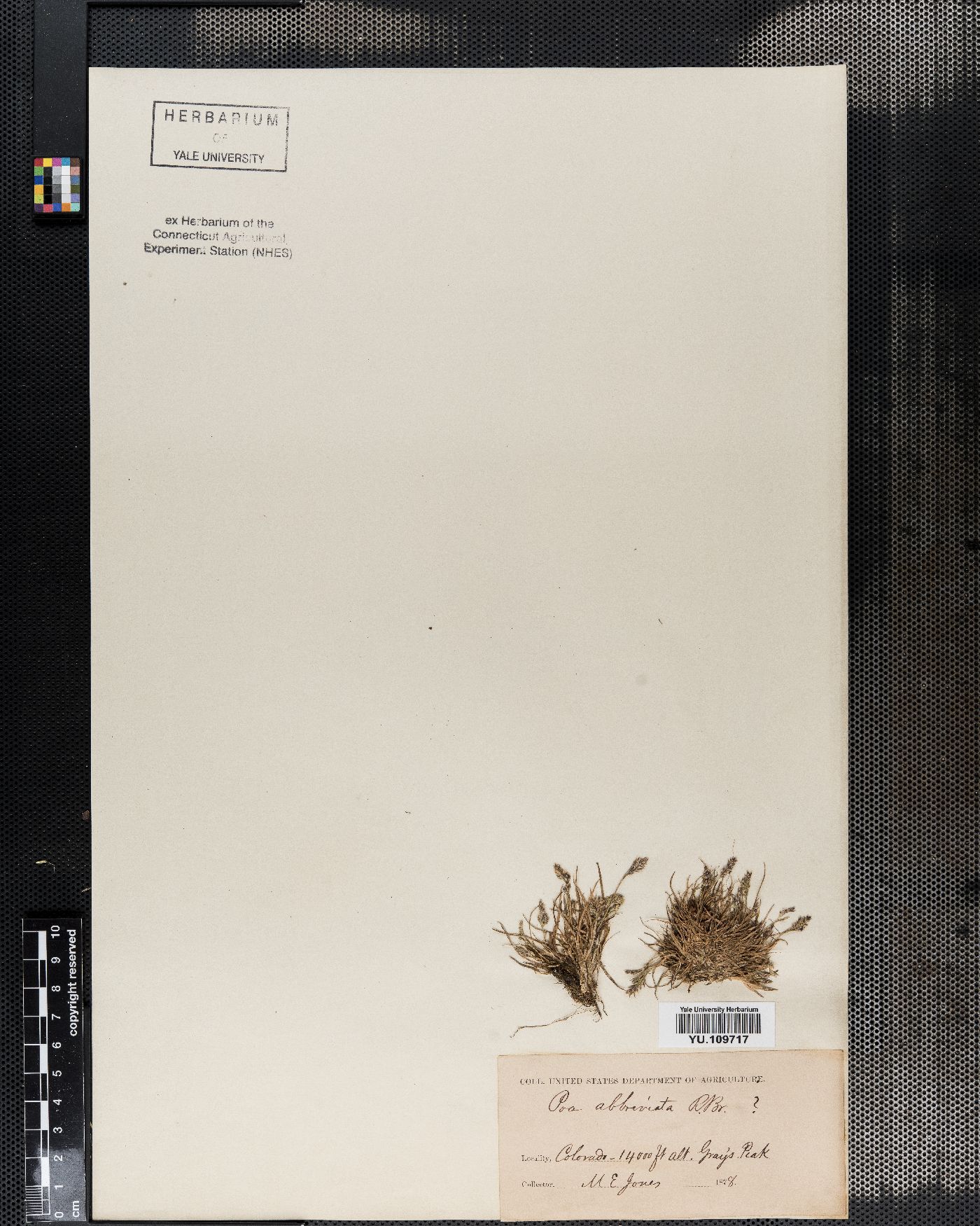 Poa abbreviata image