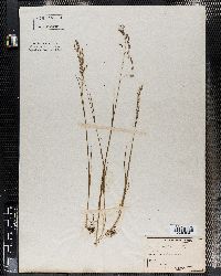 Poa arctica image