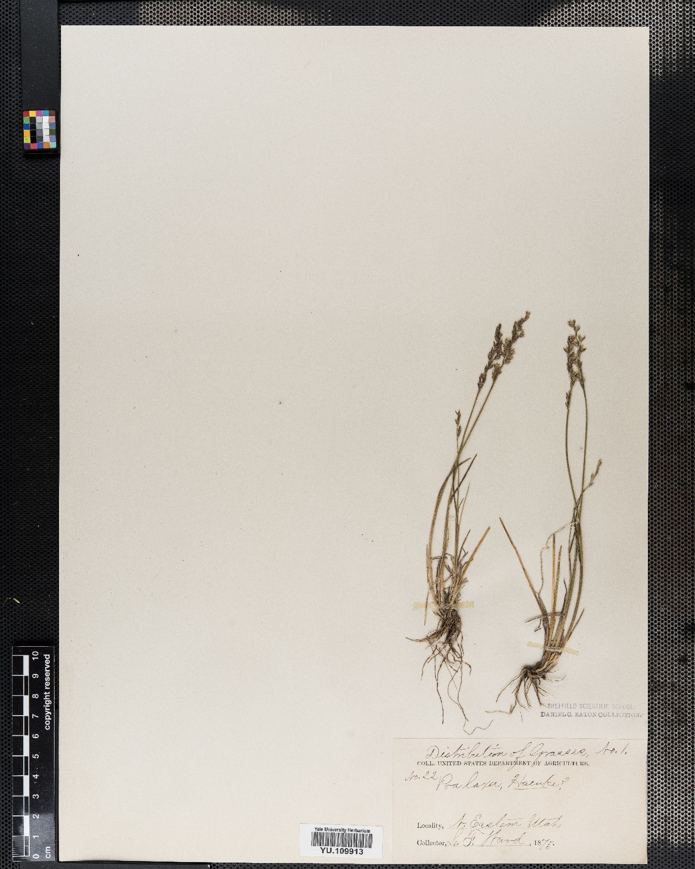 Poa laxa image