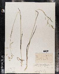 Poa flexuosa image