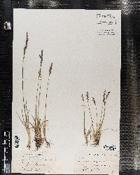 Poa glauca image