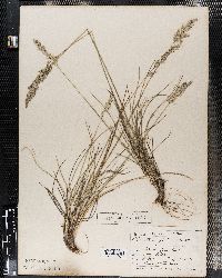 Eragrostis patula image