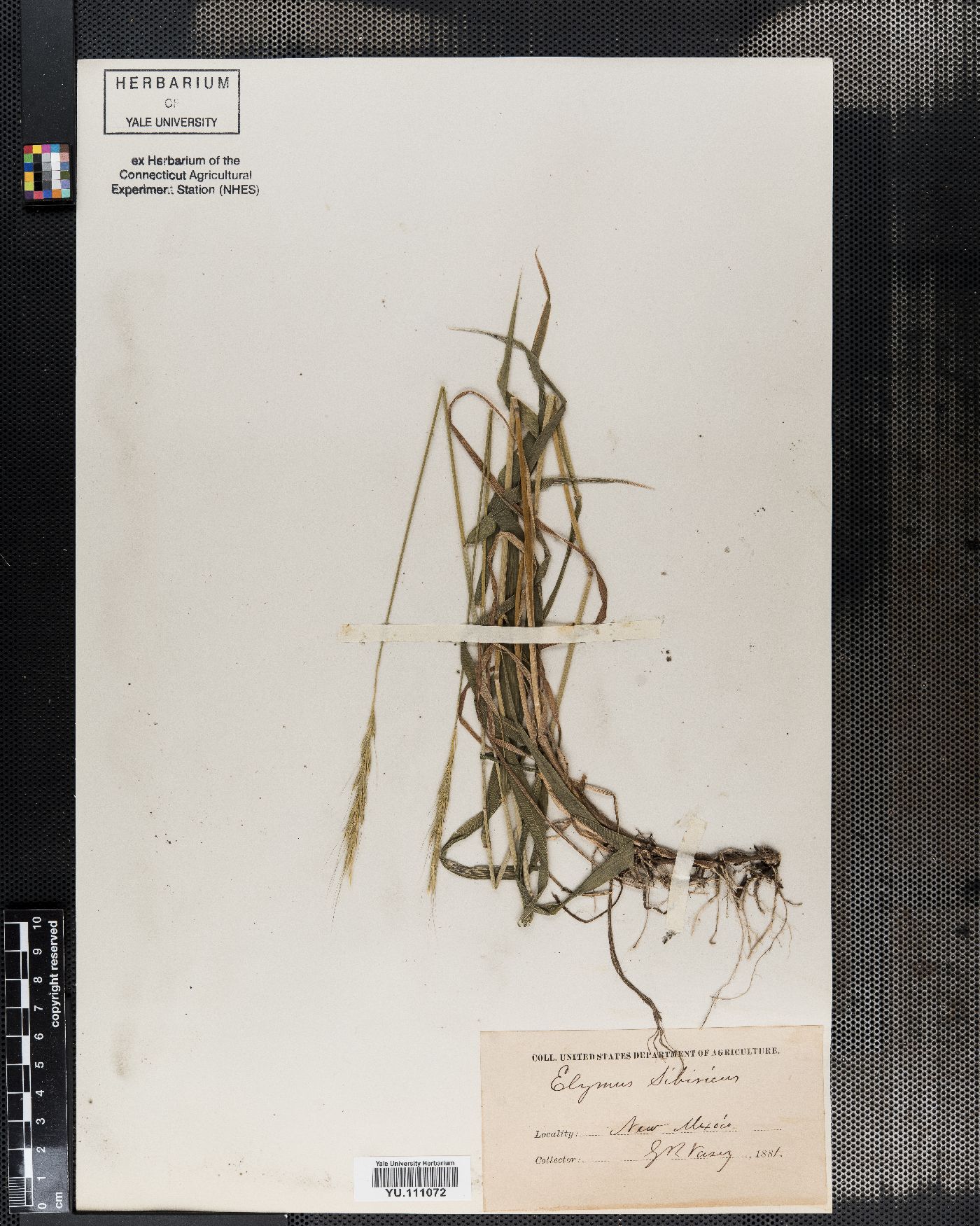 Elymus sibiricus image