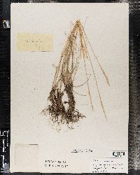 Image of Elymus farctus