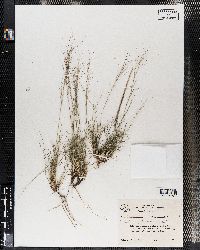 Aristida purpurea var. fendleriana image