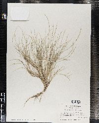 Muhlenbergia villosa image
