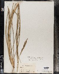 Coleataenia rigidula image