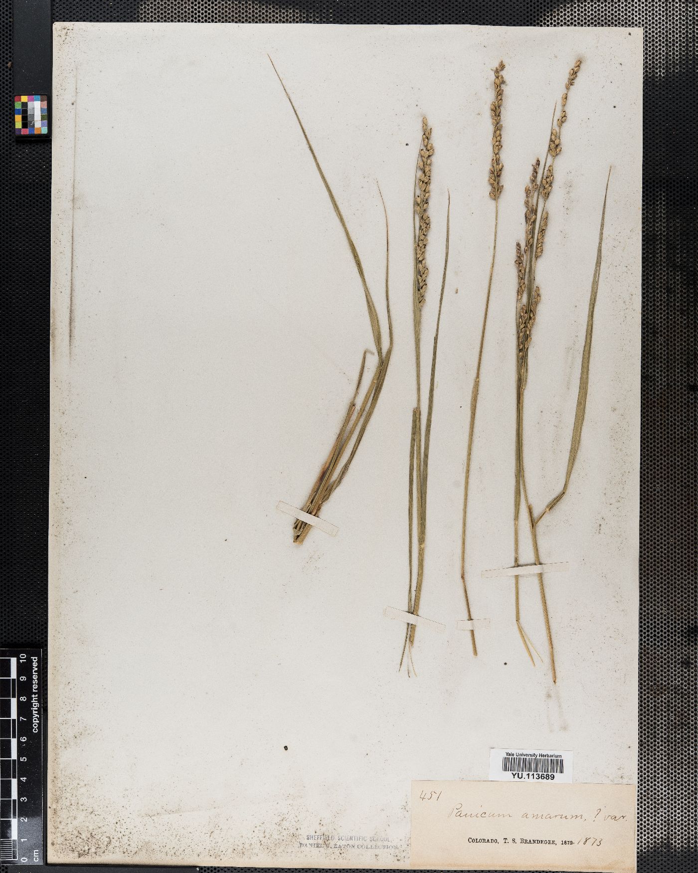 Panicum amarum image