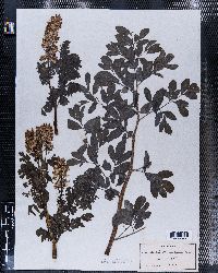 Image of Corydalis brandegeei