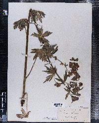 Image of Aconitum degenii