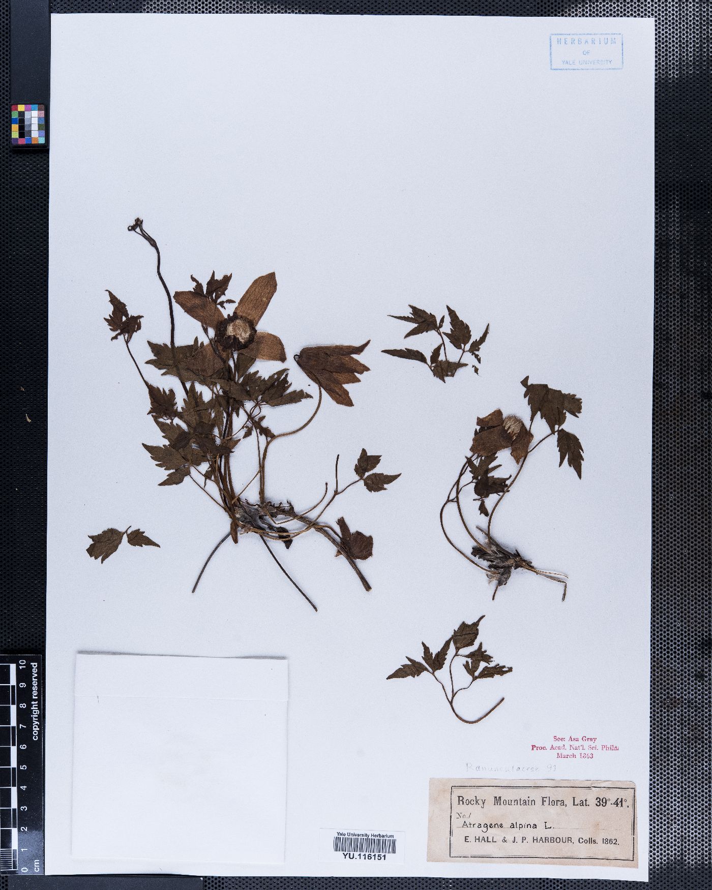 Clematis alpina image