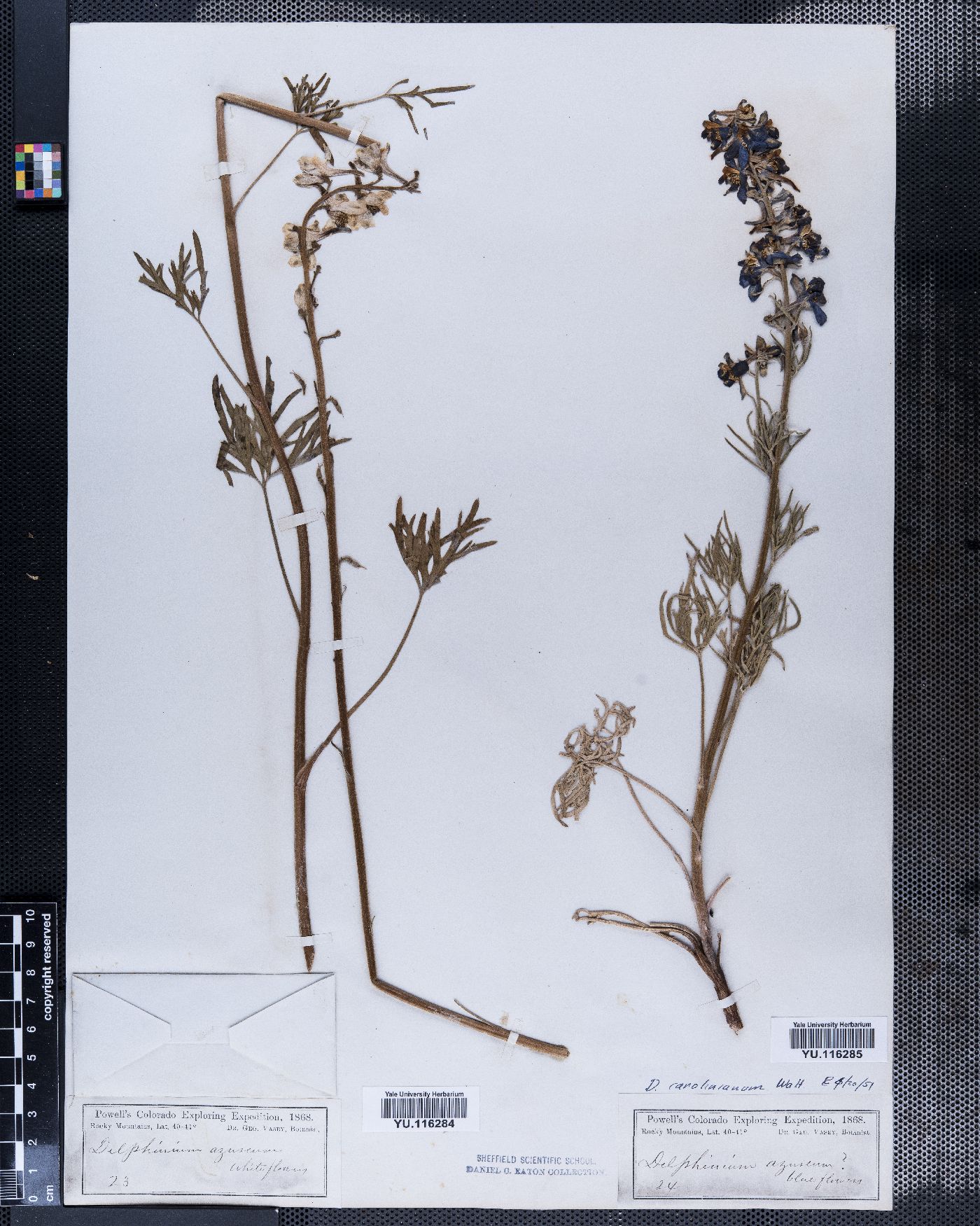 Delphinium azureum image