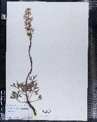 Delphinium carolinianum image