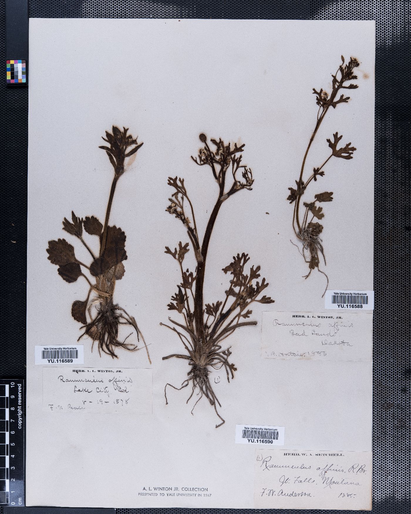 Ranunculus pedatifidus var. affinis image