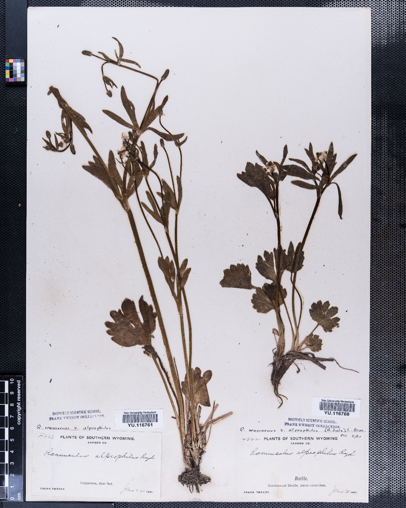 Ranunculus inamoenus var. alpeophilus image