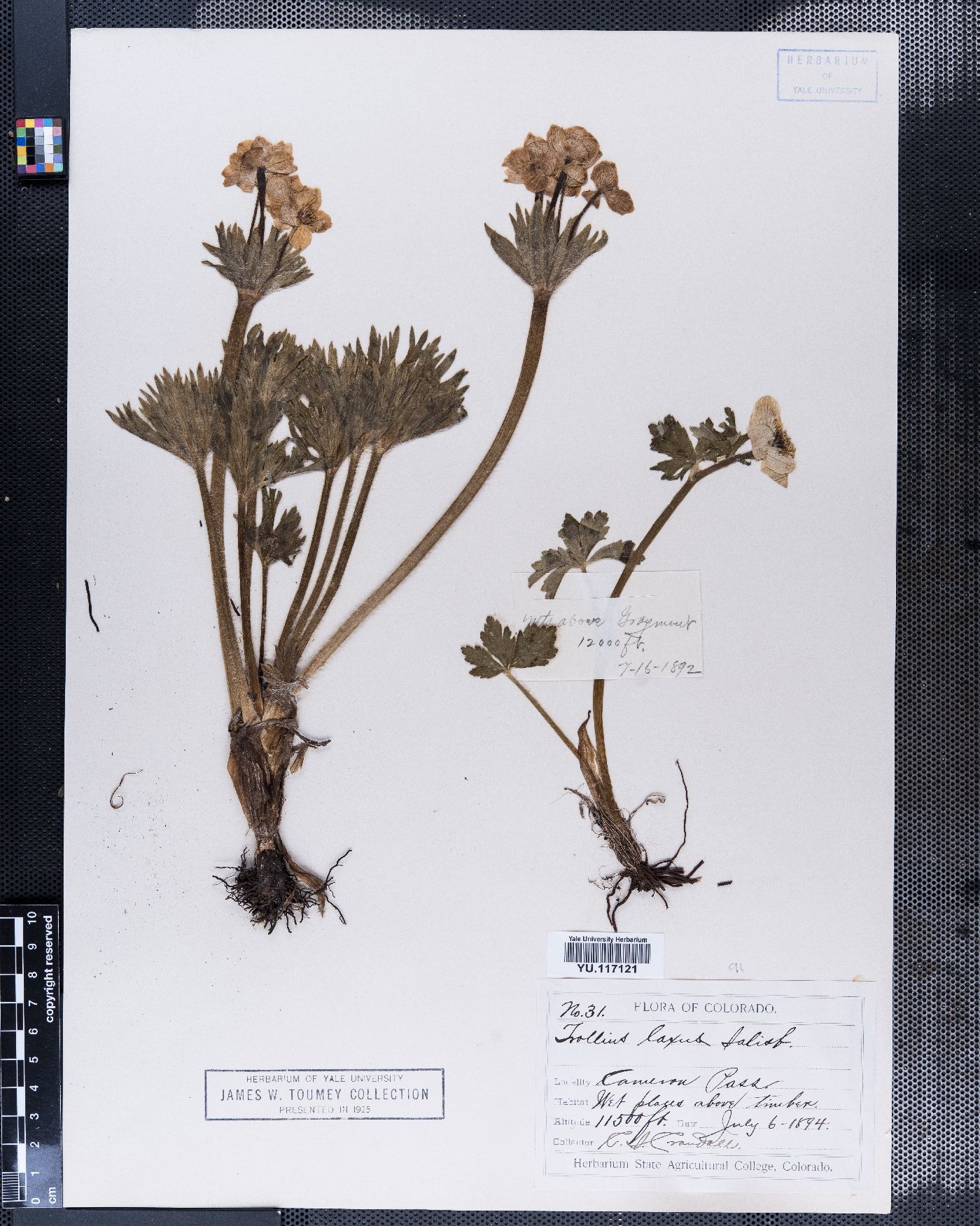 Trollius laxus image