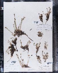 Arenaria biflora image